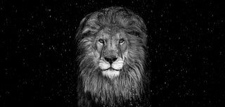 In this wildlife art, a David Yarrow lion photograph titled, The Lion (2025) the majestic creature is captured close up against a backdrop of stars.