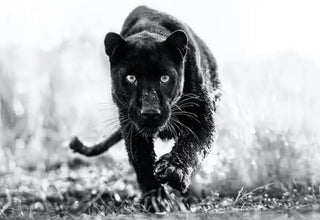 David Yarrow - Tigers and Panthers