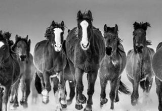 David Yarrow - Horses