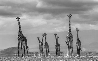 David Yarrow - Giraffes
