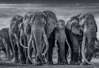 David Yarrow - Elephants