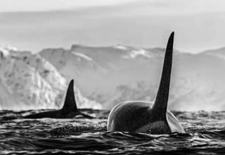 David Yarrow - The Natural World