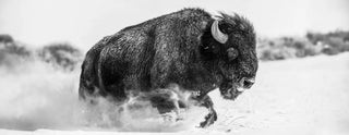 David Yarrow - Buffalos