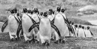 David Yarrow - New Releases