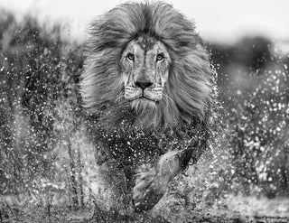 David Yarrow - Lions