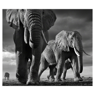 David Yarrow, BIG, 2012 contemporary Print by the British Artist.