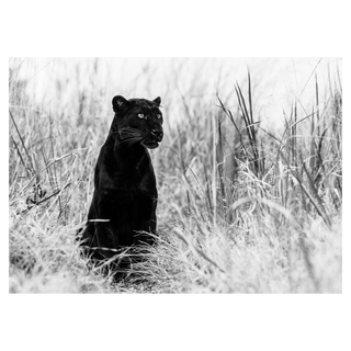 Bagheera