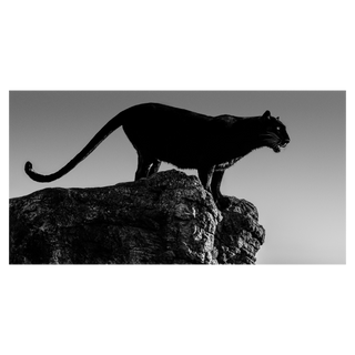 Black Cat