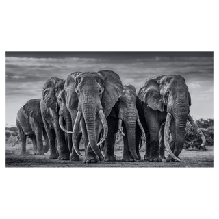 The Pack