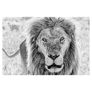 David Yarrow, Scarface, 2020 contemporary Print by the British Artist.