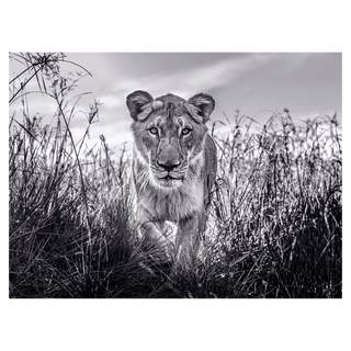 David Yarrow, The Hunter, 2020 contemporary Print by the British Artist.