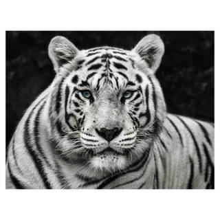 Mohan
