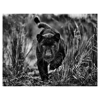 Black Panther Tales
