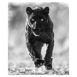 Sex Panther