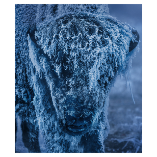 25 Degrees Below (Colour)