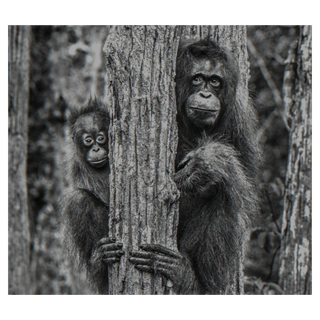 Family Tree