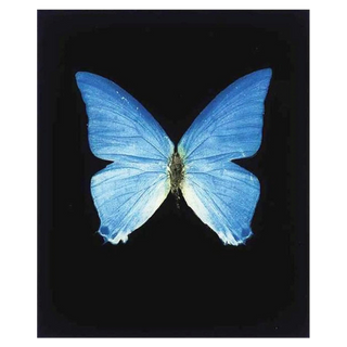 Providence by Damien Hirst, 2009 – Prints artwork
