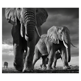 BIG by David Yarrow, 2012 – Photography artwork