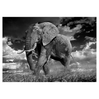 The Patrician by David Yarrow, 2014 – Photography artwork