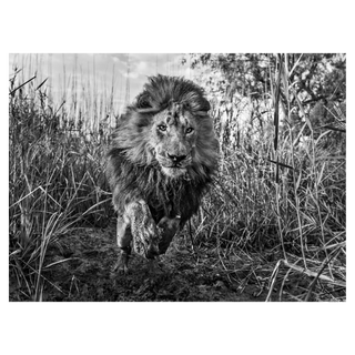 Gold by David Yarrow, 2015 – Photography artwork