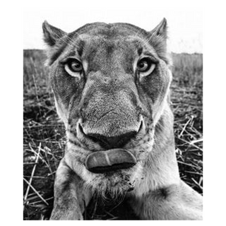 Lunch by David Yarrow, 2016 – Photography artwork