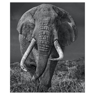 Bunga Bunga by David Yarrow, 2017 – Photography artwork