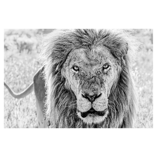 Scarface by David Yarrow, 2020 – Photography artwork