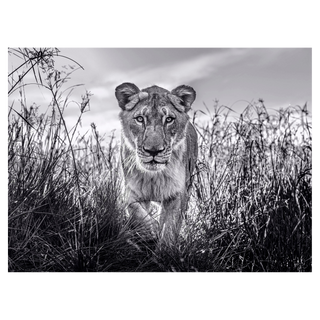 The Hunter by David Yarrow, 2020 – Photography artwork