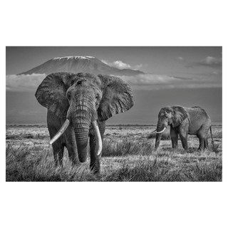 The Witness by David Yarrow, 2020 – Photography artwork