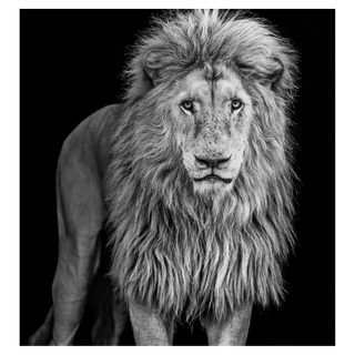 Something's Gotta Give by David Yarrow, 2025 – Photography artwork