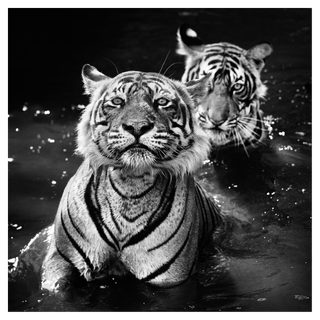 Jungle Book Stories by David Yarrow, 2012 – Photography artwork