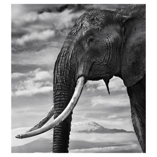 Snow Patrol by David Yarrow, 2014 – Photography artwork