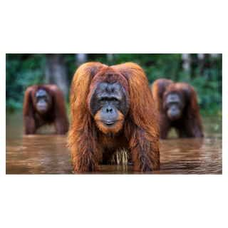 Welcome to the Jungle by David Yarrow, 2024 – Photography artwork