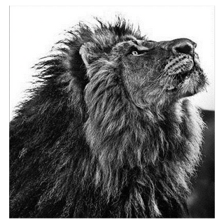 NKOSI SIKELEL' IAFRIKA by David Yarrow, 2017 – Photography artwork