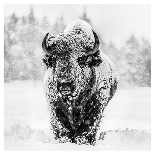 Winter's Coming by David Yarrow, 2020 – Photography artwork