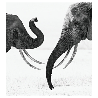 Ivory Exchange by David Yarrow, 2017 – Photography artwork