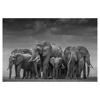 The Circle of Life II by David Yarrow, 2015 – Photography artwork