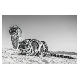 Goodnight Mr Bond by David Yarrow, 2016 – Photography artwork
