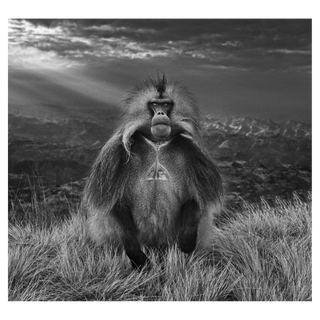 Members Only by David Yarrow, 2018 – Photography artwork