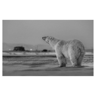 My Place or Yours by David Yarrow, 2016 – Photography artwork