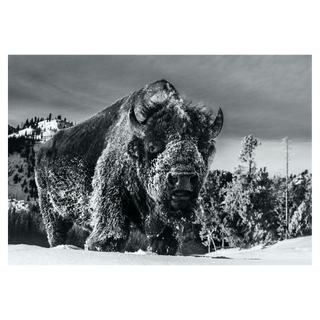 The Beast of Yellowstone by David Yarrow, 2021 – Photography artwork