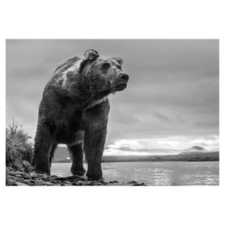 The Predator by David Yarrow, 2018 – Photography artwork