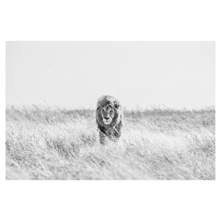 Fields of Gold by David Yarrow, 2020 – Photography artwork