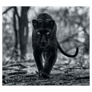 Remain's of the Day by David Yarrow, 2021 – Photography artwork