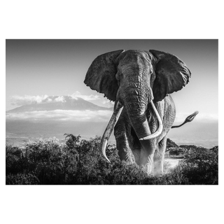 Africa by David Yarrow, 2018 – Photography artwork