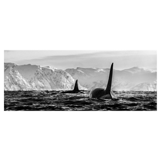 The Killers by David Yarrow, 2019 – Photography artwork