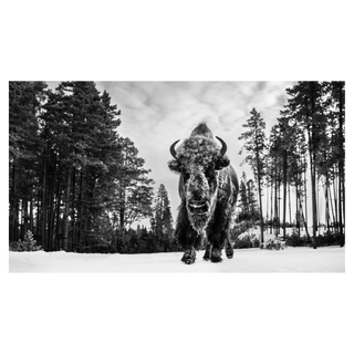 Forest Grump by David Yarrow, 2019 – Photography artwork