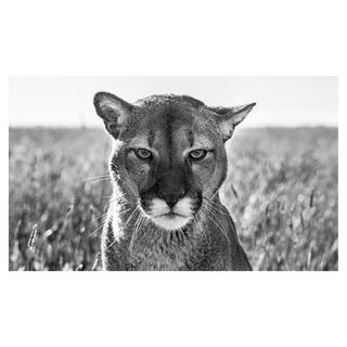 Smokey The Mountain Lion by David Yarrow, 2018 – Photography artwork