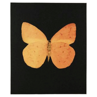 Prosperity by Damien Hirst, 2009 – Prints artwork