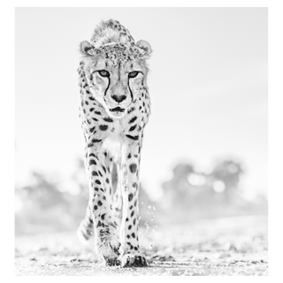 Hot Legs by David Yarrow, 2019 – Photography artwork